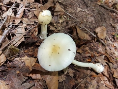 Amanita russuloides