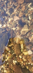 Cottus koshewnikowi