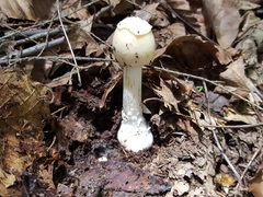 Amanita russuloides