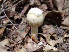 Amanita russuloides