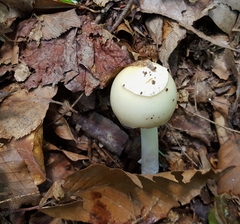 Amanita russuloides