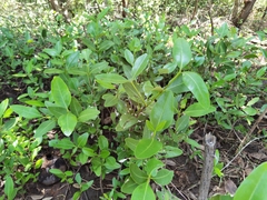 Avicennia bicolor