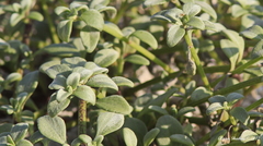 Lipochaeta integrifolia