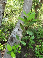 Avicennia bicolor