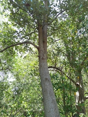 Avicennia bicolor