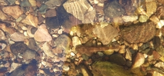 Cottus koshewnikowi