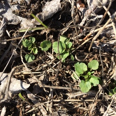 Viola arvensis