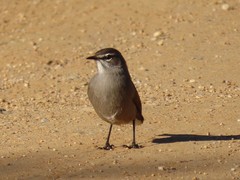 Cercotrichas coryphoeus coryphoeus