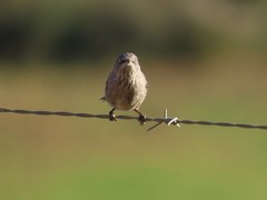 Curruca layardi layardi