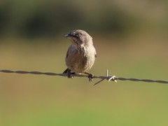 Curruca layardi layardi