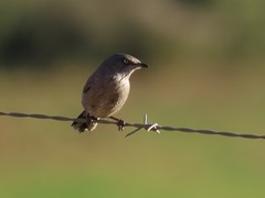 Curruca layardi layardi