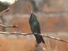 Cynanthus latirostris