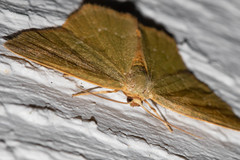 Thalera pistasciaria