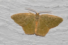 Thalera pistasciaria