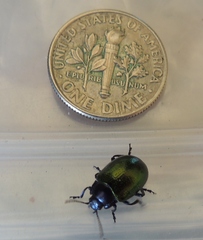 Chrysolina auripennis