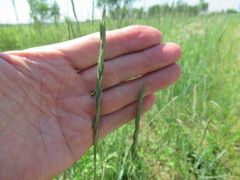 Leymus buriaticus