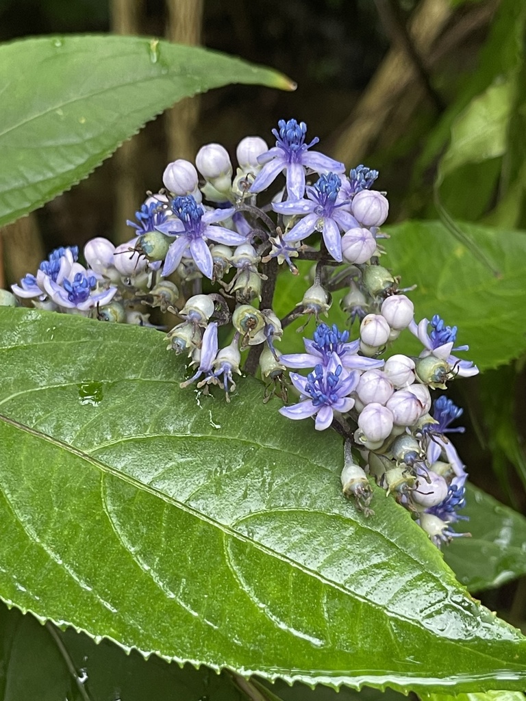 A luan trúm – Hydrangea febrifuga
