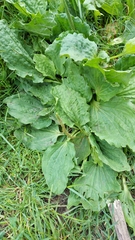 Plantago major