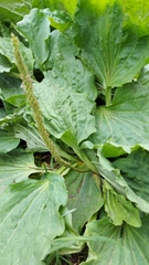 Plantago major