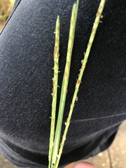 Elionurus tripsacoides