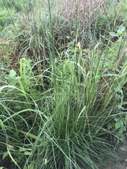 Elionurus tripsacoides