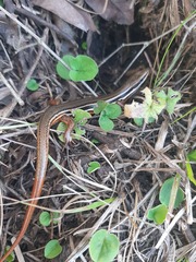 Aspronema dorsivittatum