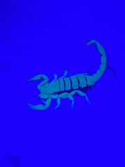 Vaejovis tenamaztlei