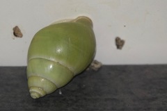 Amphidromus atricallosus