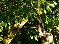 Tachyphonus coronatus