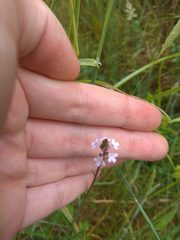Verbena officinalis