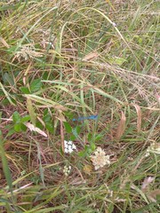 Enallagma cyathigerum