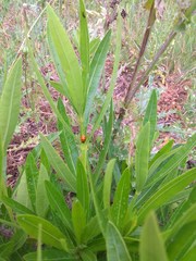Coccinella septempunctata