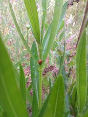 Coccinella septempunctata