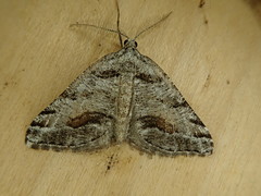 Macaria colata