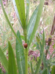 Coccinella septempunctata