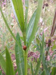 Coccinella septempunctata