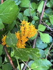 Asclepias tuberosa