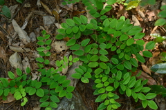 Indigofera venulosa