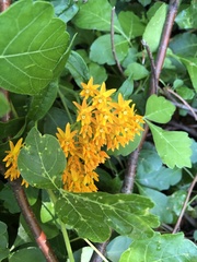 Asclepias tuberosa