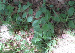 Lithospermum tuberosum