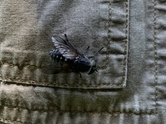 Hybomitra bimaculata