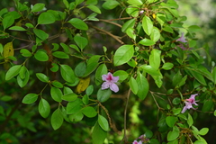 Rhododendron breviperulatum