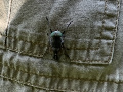 Hybomitra bimaculata