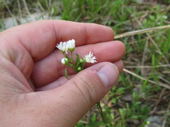 Erigeron allisonii