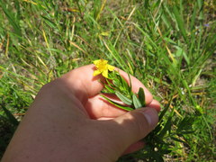 Hypericum sphaerocarpum