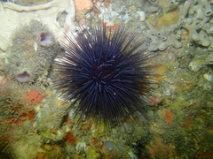 Centrostephanus tenuispinus