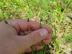 Eleocharis bifida