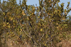 Prionops plumatus poliocephalus