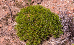 Borya constricta