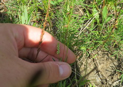 Polygala verticillata